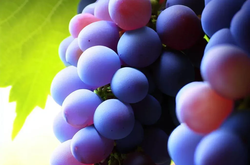 El monitoreo de medios destaca el impacto digital del I Symposium Internacional Uva Forastera de La Gomera