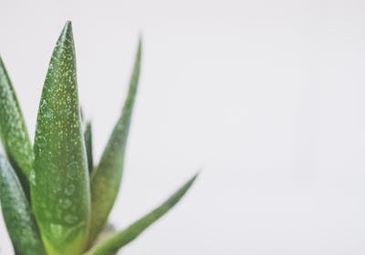 Aloe vera en Canarias: los principales datos sobre su impacto digital que debes conocer